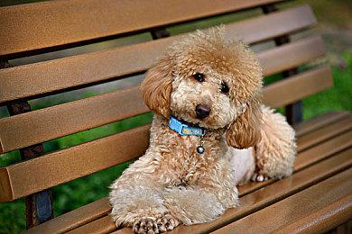 暗渡陈仓？魔兽美女主播与Fly竟在KK对战平台上演“三十六计”